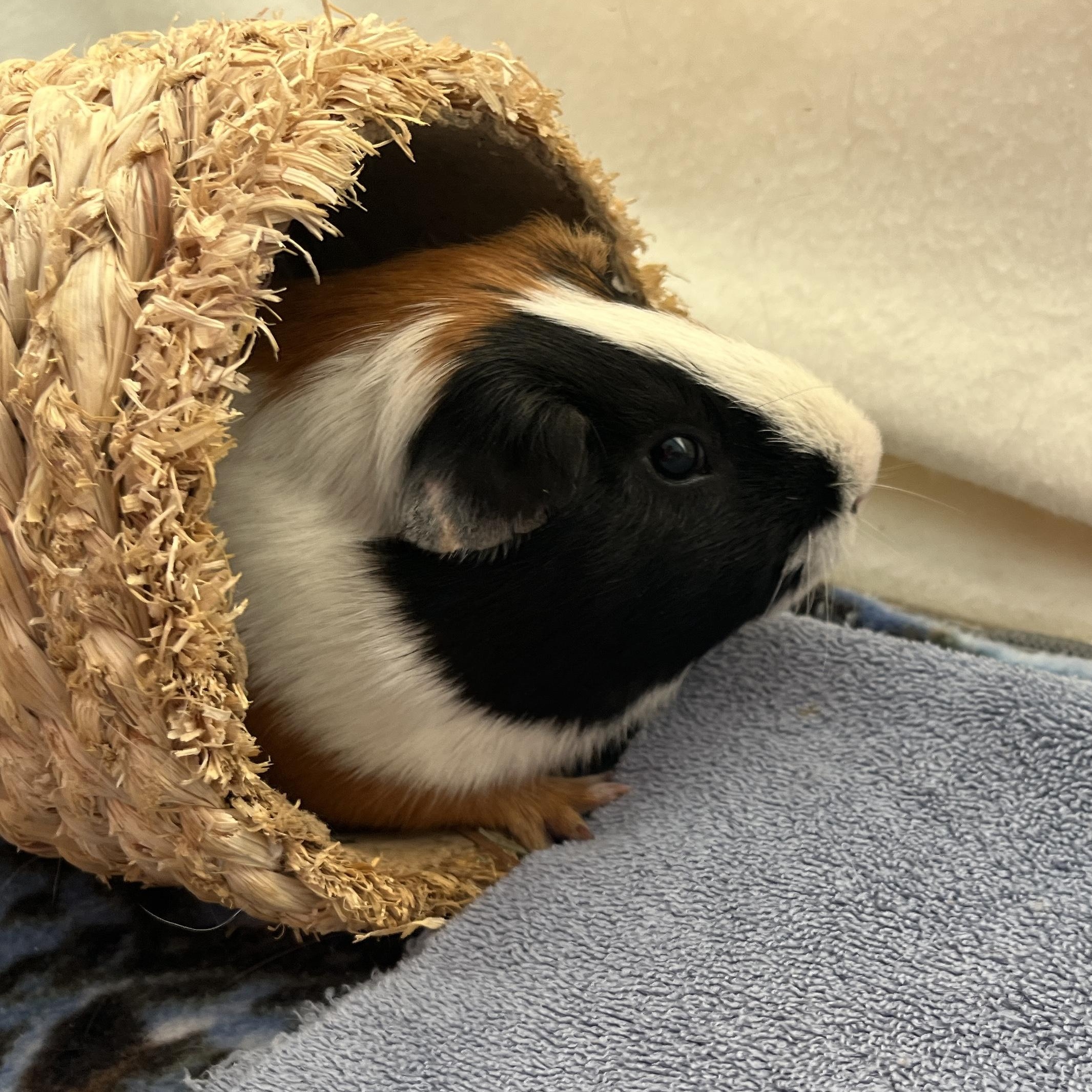 Forrest, a Adoptable Guinea Pig in Oakland, CA image 2/6