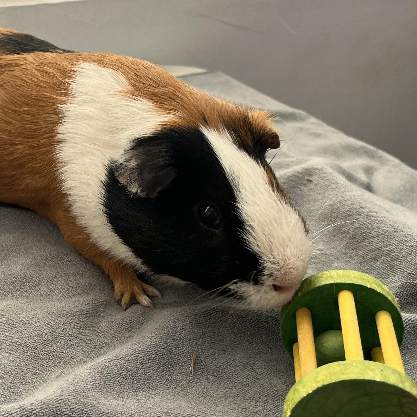 Forrest, a Adoptable Guinea Pig in Oakland, CA image 3/6