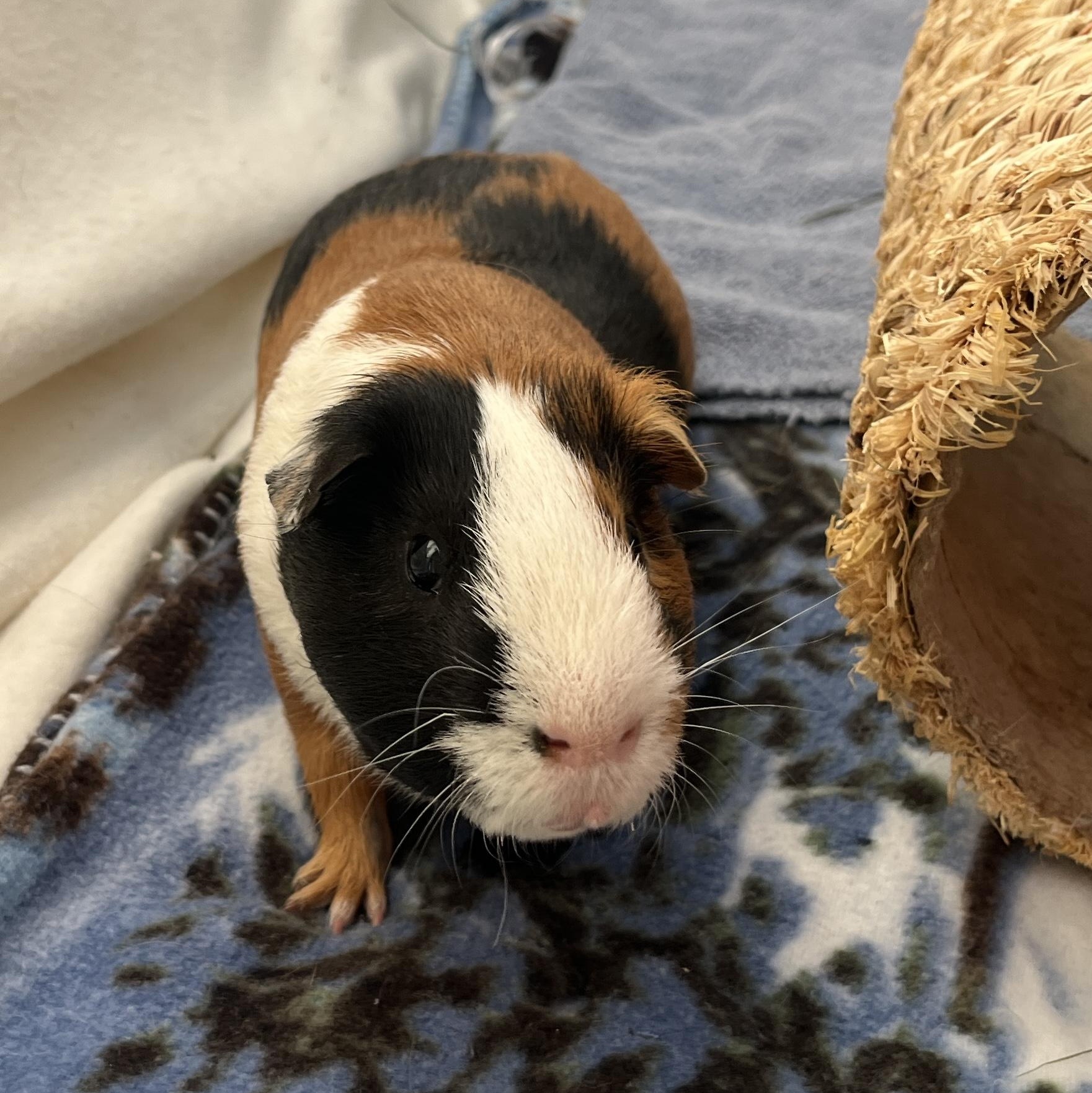 Forrest, Adoptable, Adult Male Guinea Pig.