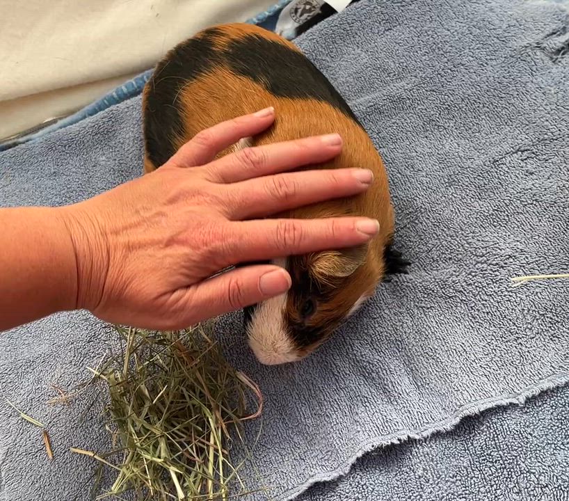 Enlarge Forrest, a Adoptable Guinea Pig in Oakland, CA video 4/6