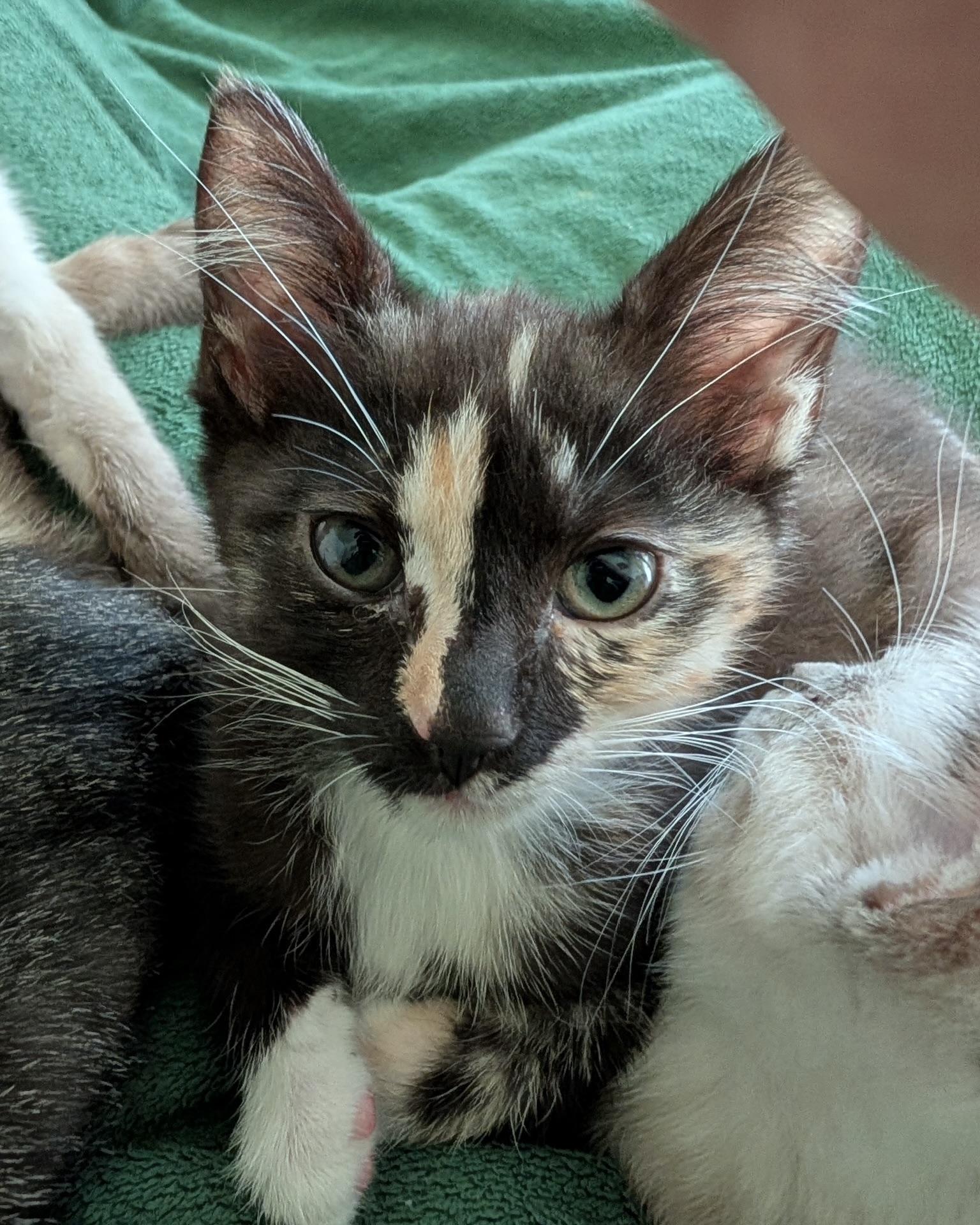 Enlarge Fleur (bonded with Chloe), a Adopted Domestic Short Hair in San Francisco, CA image 1/3