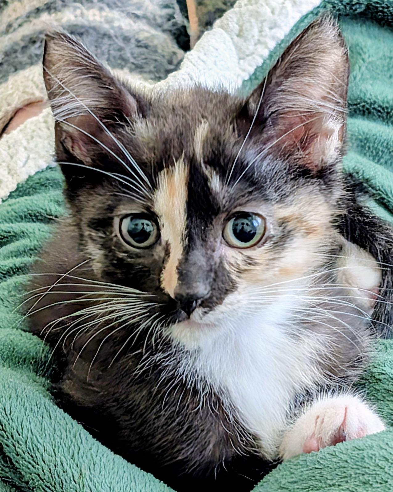 Enlarge Fleur (bonded with Chloe), a Adopted Domestic Short Hair in San Francisco, CA image 2/3