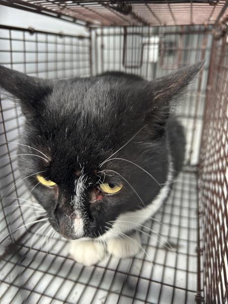 Felix, Adoptable, Adult Male Domestic Short Hair.