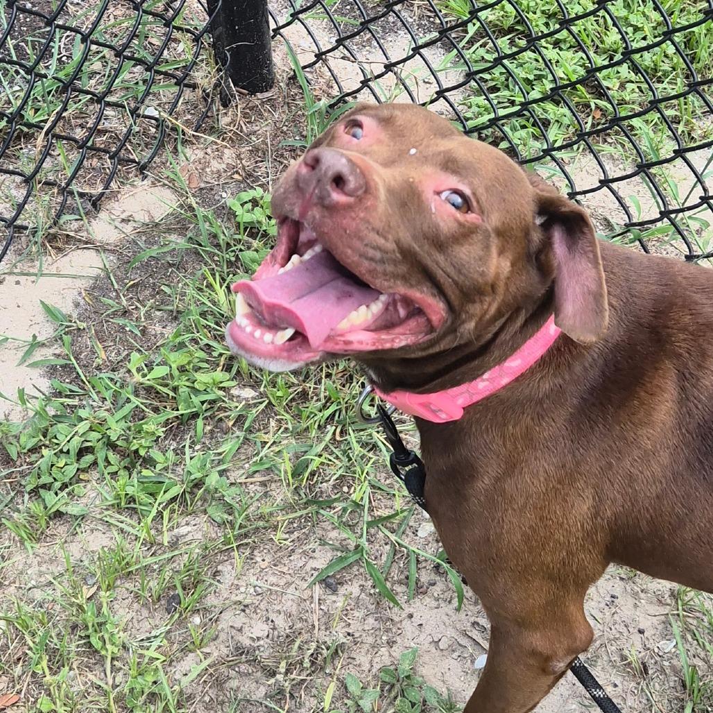 Xena, Adoptable, Adult Female Mixed Breed.