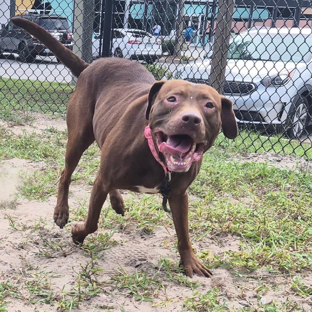 Xena, a Adoptable Mixed Breed in Jacksonville, FL image 2/6