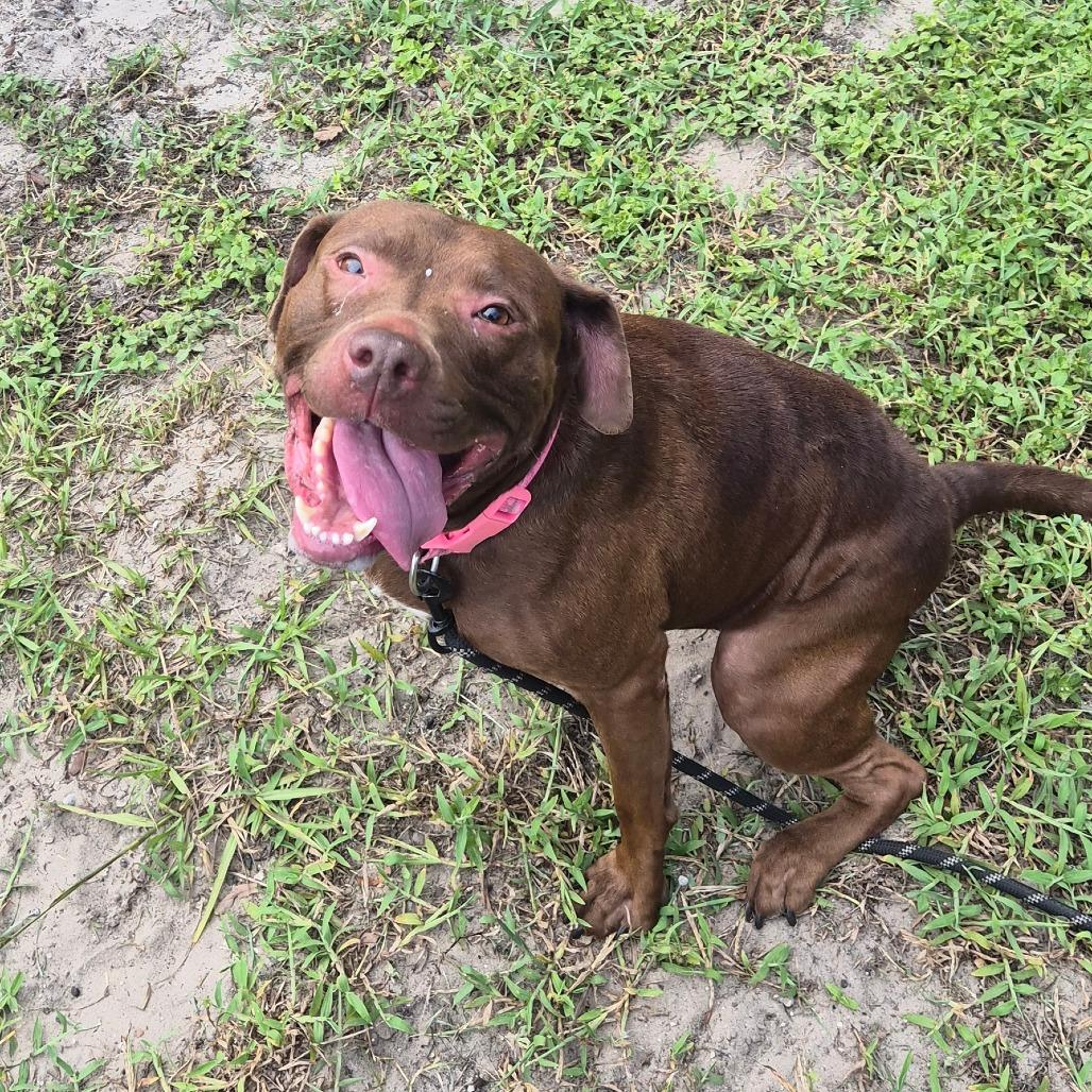 Xena, a Adoptable Mixed Breed in Jacksonville, FL image 3/6
