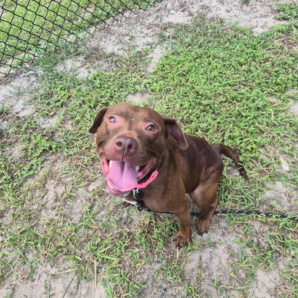 Xena, a Adoptable Mixed Breed in Jacksonville, FL image 4/6