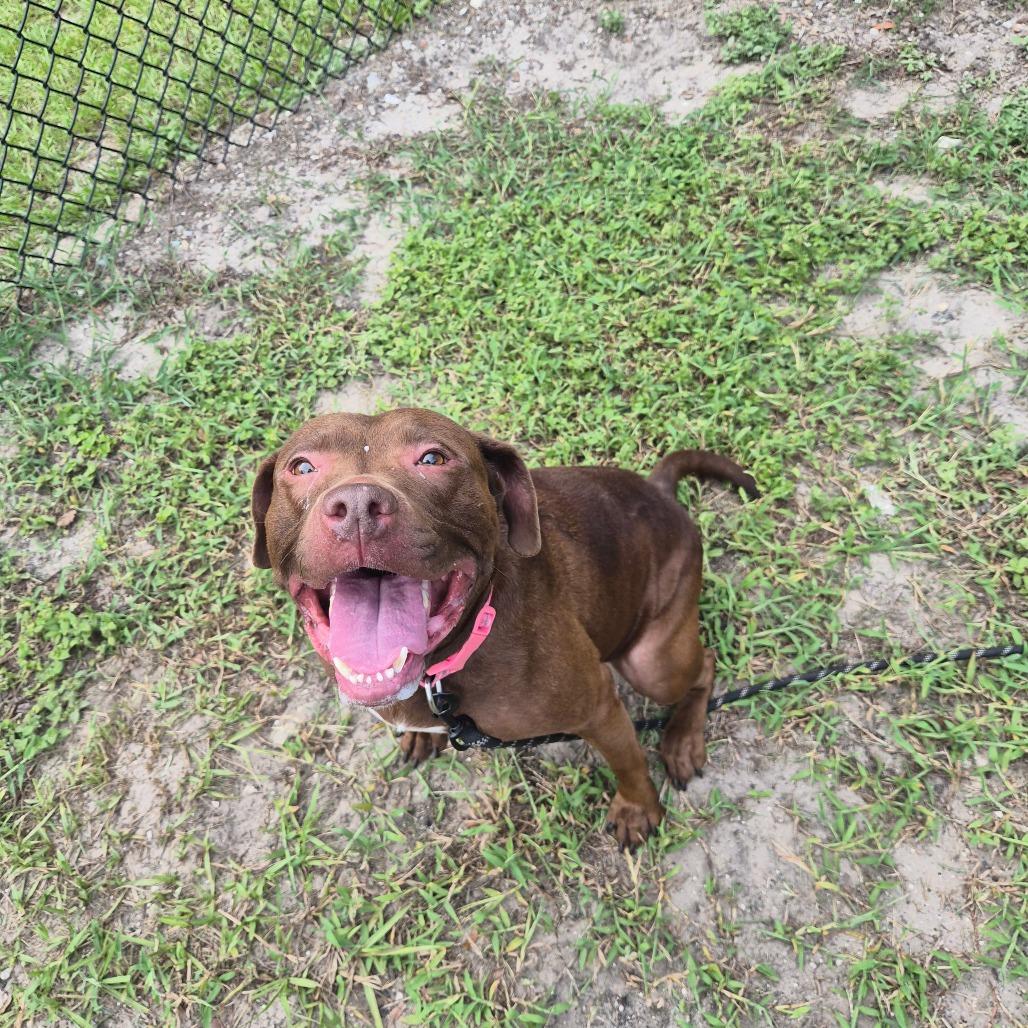 Xena, a Adoptable Mixed Breed in Jacksonville, FL image 5/6