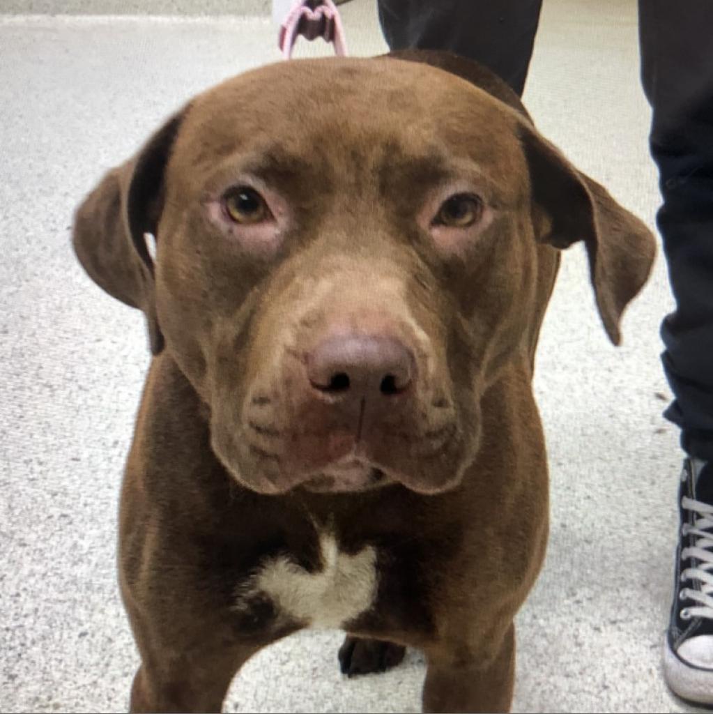 Xena, a Adoptable Mixed Breed in Jacksonville, FL image 6/6