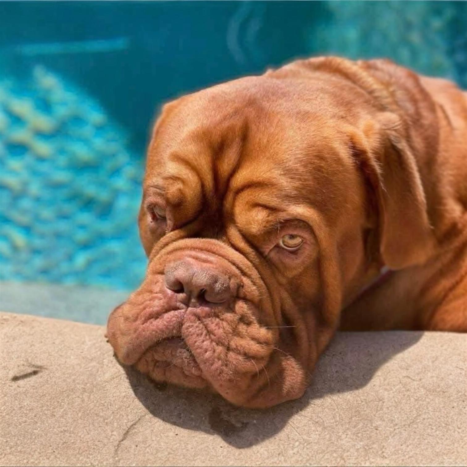 Enlarge WISDOM - Mama Rhea, an adopted mixed breed in Pittstown, NJ image 2/2