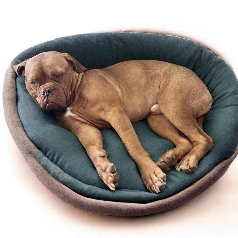 WISDOM - Mama Rhea, ADOPTABLE, Young Male Mastiff.