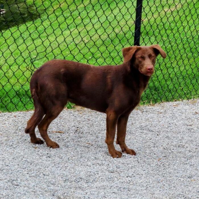 Dove, Adoptable, Young Female Labrador Retriever.