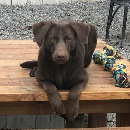 Dove #7118, Adoptable, Young Female Labrador Retriever.