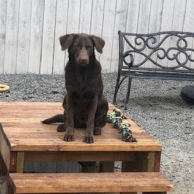 Dove #7118, Adoptable, Young Female Labrador Retriever.