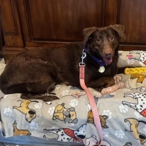 Enlarge Dove #7118, a Adoptable Labrador Retriever in Louisville, KY image 3/6