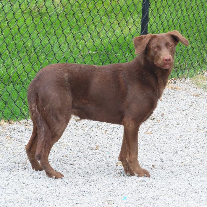 Dove, a Adoptable Labrador Retriever in Louisville, KY image 4/6