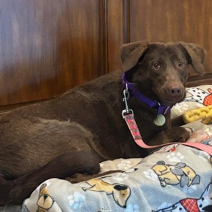 Enlarge Dove #7118, a Adoptable Labrador Retriever in Louisville, KY image 5/6