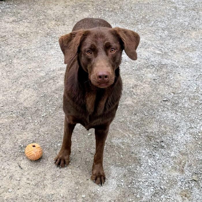 Dove #7118, Adoptable, Young Female Labrador Retriever.