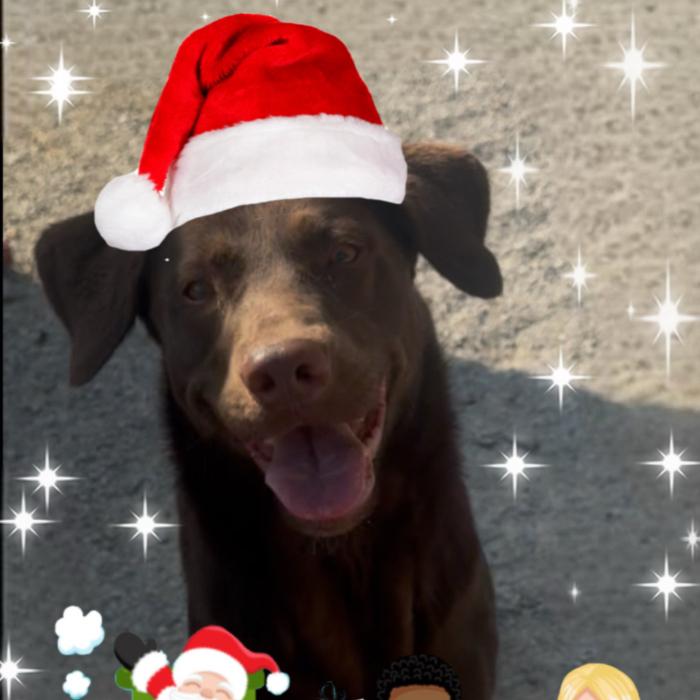 Dove, a Adoptable Labrador Retriever in Louisville, KY image 5/6