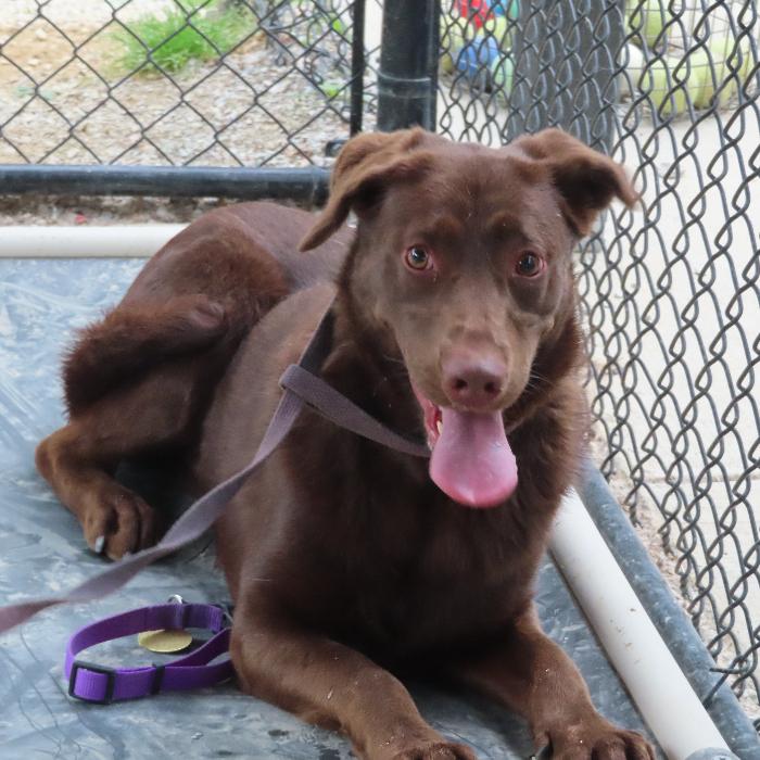 Dove, a Adoptable Labrador Retriever in Louisville, KY image 6/6