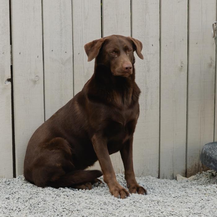 Enlarge Dove #7118, a Adoptable Labrador Retriever in Louisville, KY image 3/6
