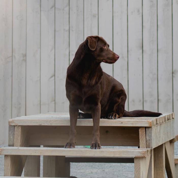 Enlarge Dove #7118, a Adoptable Labrador Retriever in Louisville, KY image 4/6