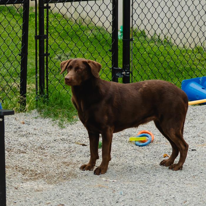 Enlarge Dove #7118, a Adoptable Labrador Retriever in Louisville, KY image 5/6
