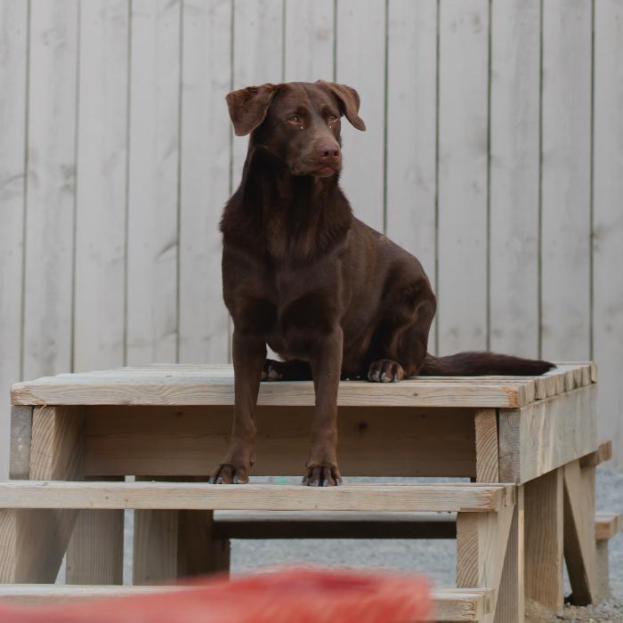 Enlarge Dove #7118, a Adoptable Labrador Retriever in Louisville, KY image 6/6