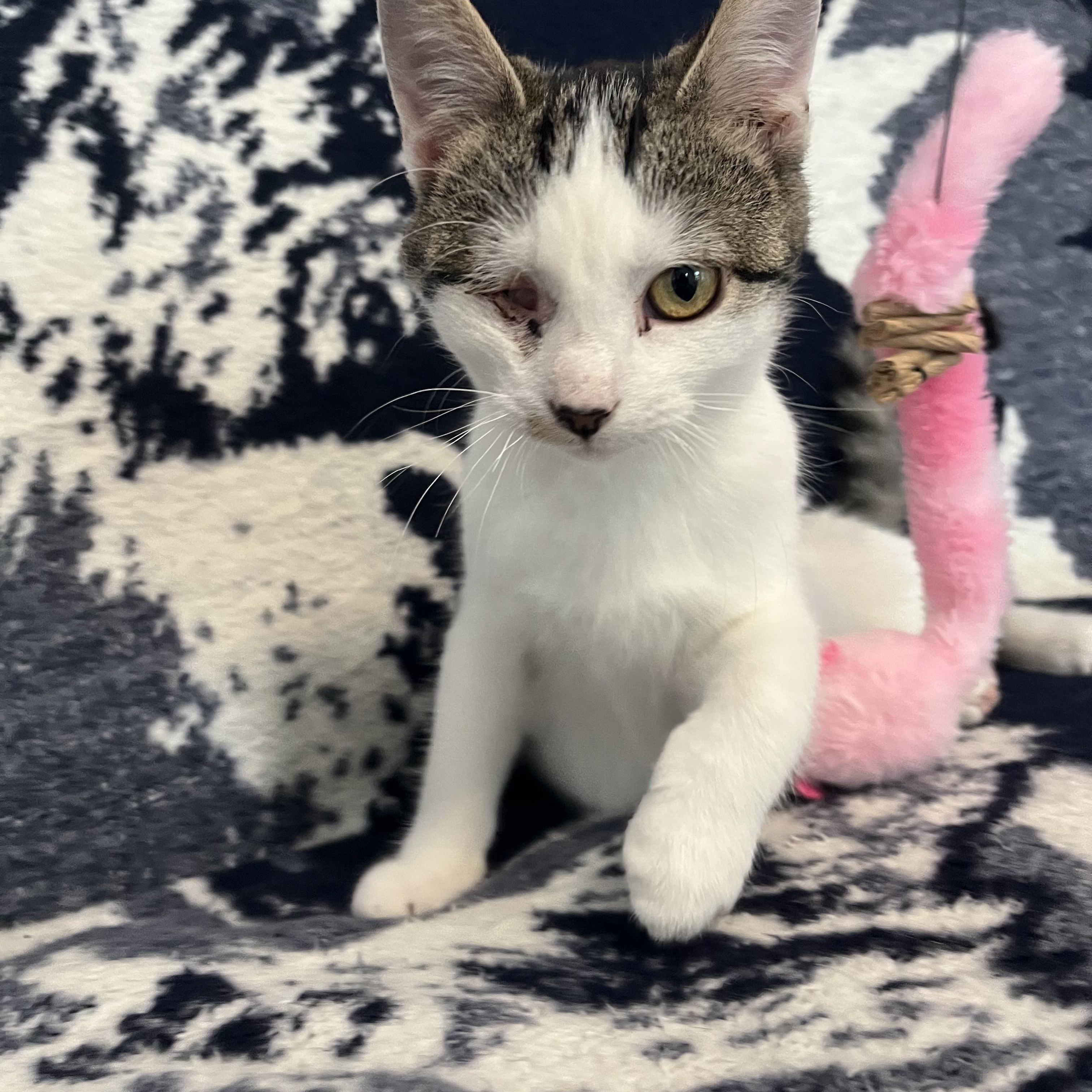 Popeye, a ADOPTABLE Domestic Short Hair in Leesburg, VA image 3/6