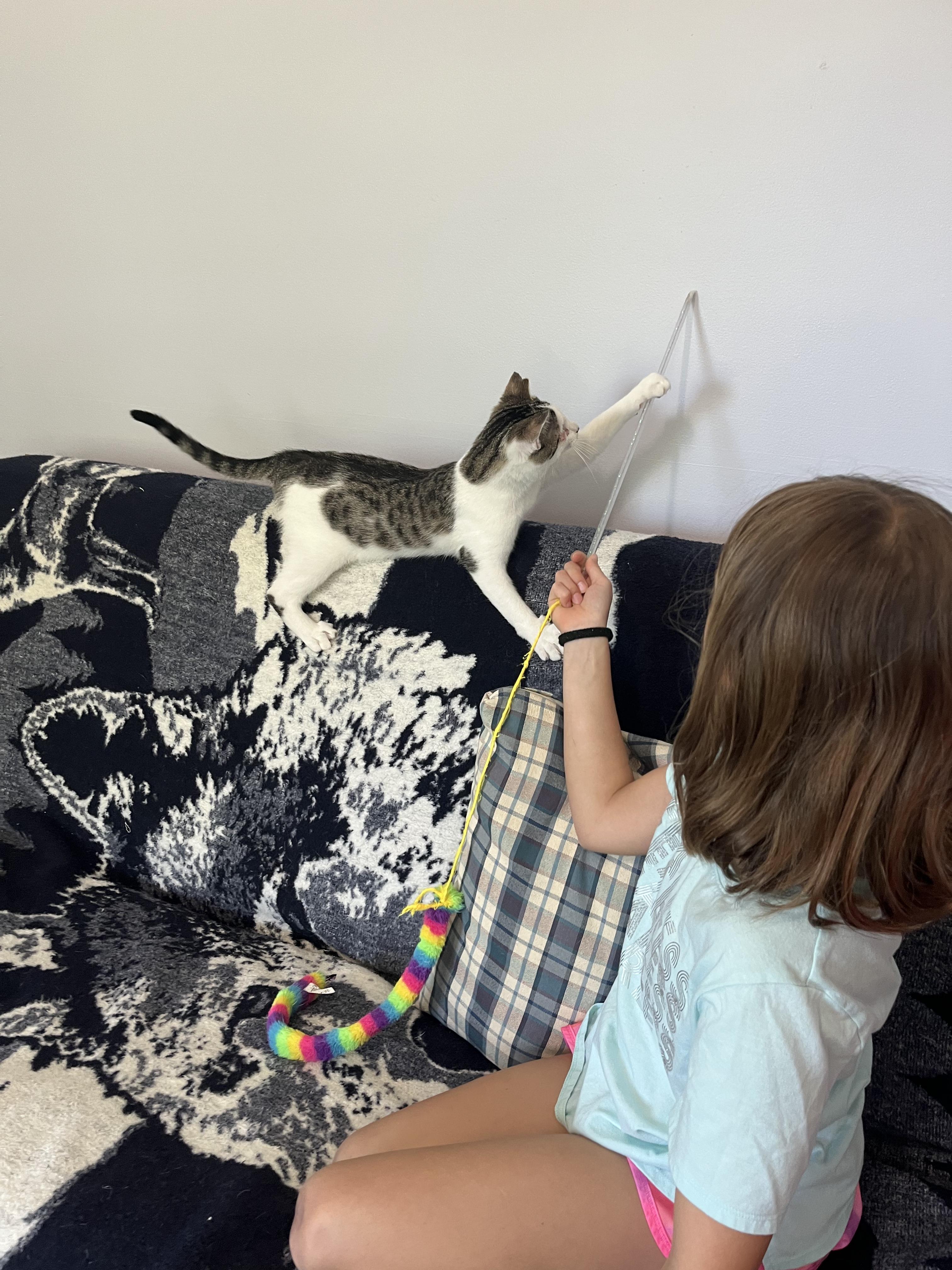 Enlarge Popeye, a ADOPTABLE Domestic Short Hair in Leesburg, VA image 6/6