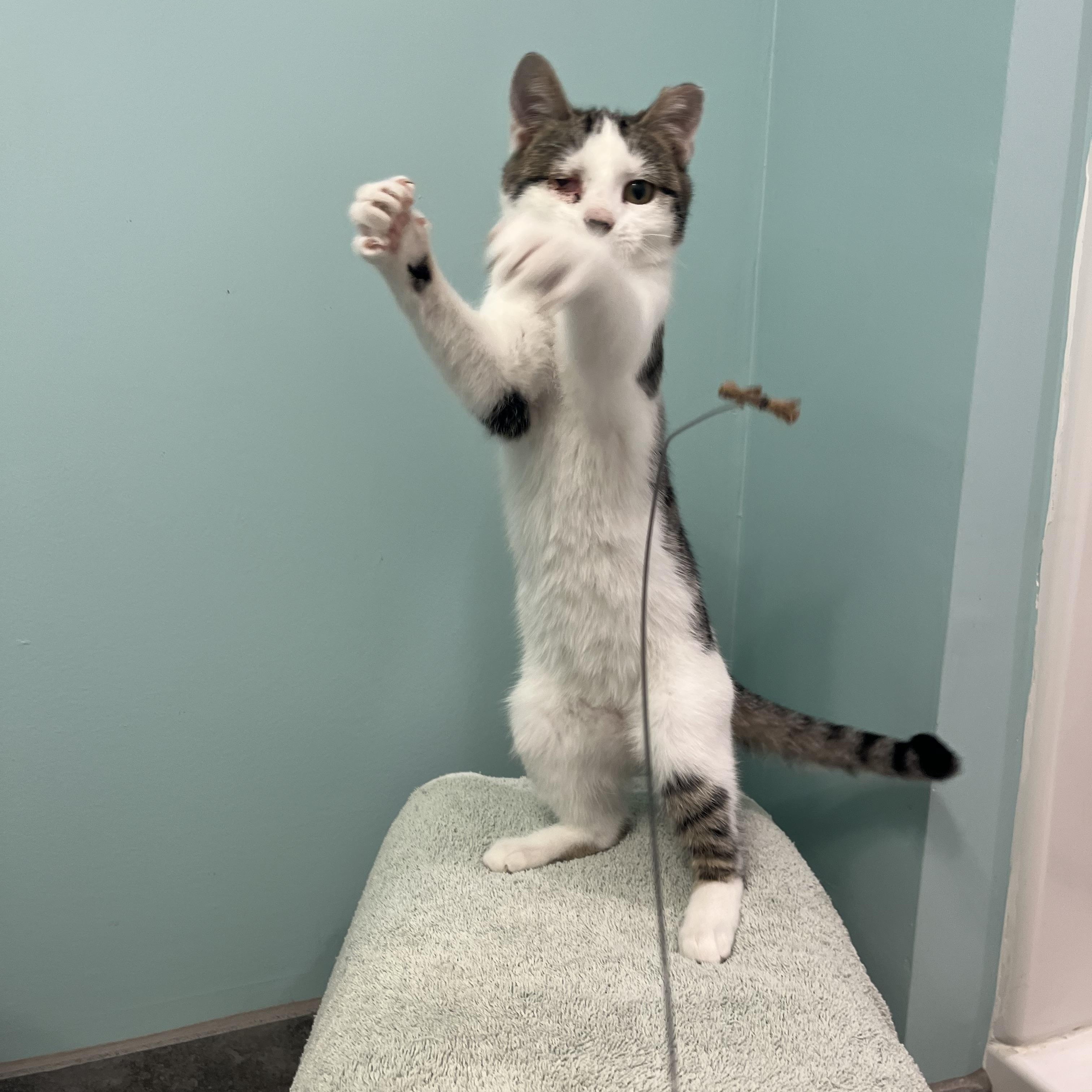 Popeye, a ADOPTABLE Domestic Short Hair in Leesburg, VA image 4/6
