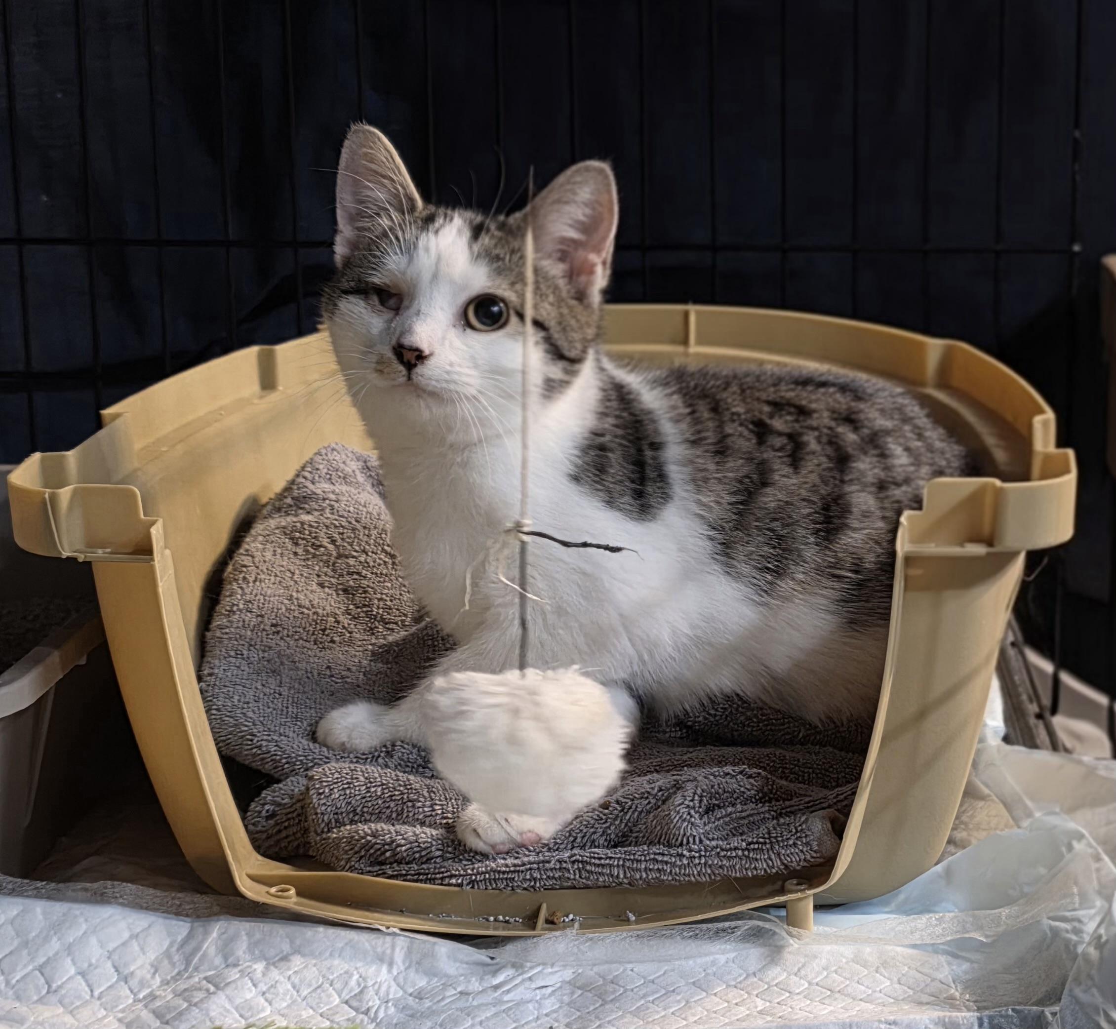 Popeye, ADOPTABLE, Kitten Male Domestic Short Hair.