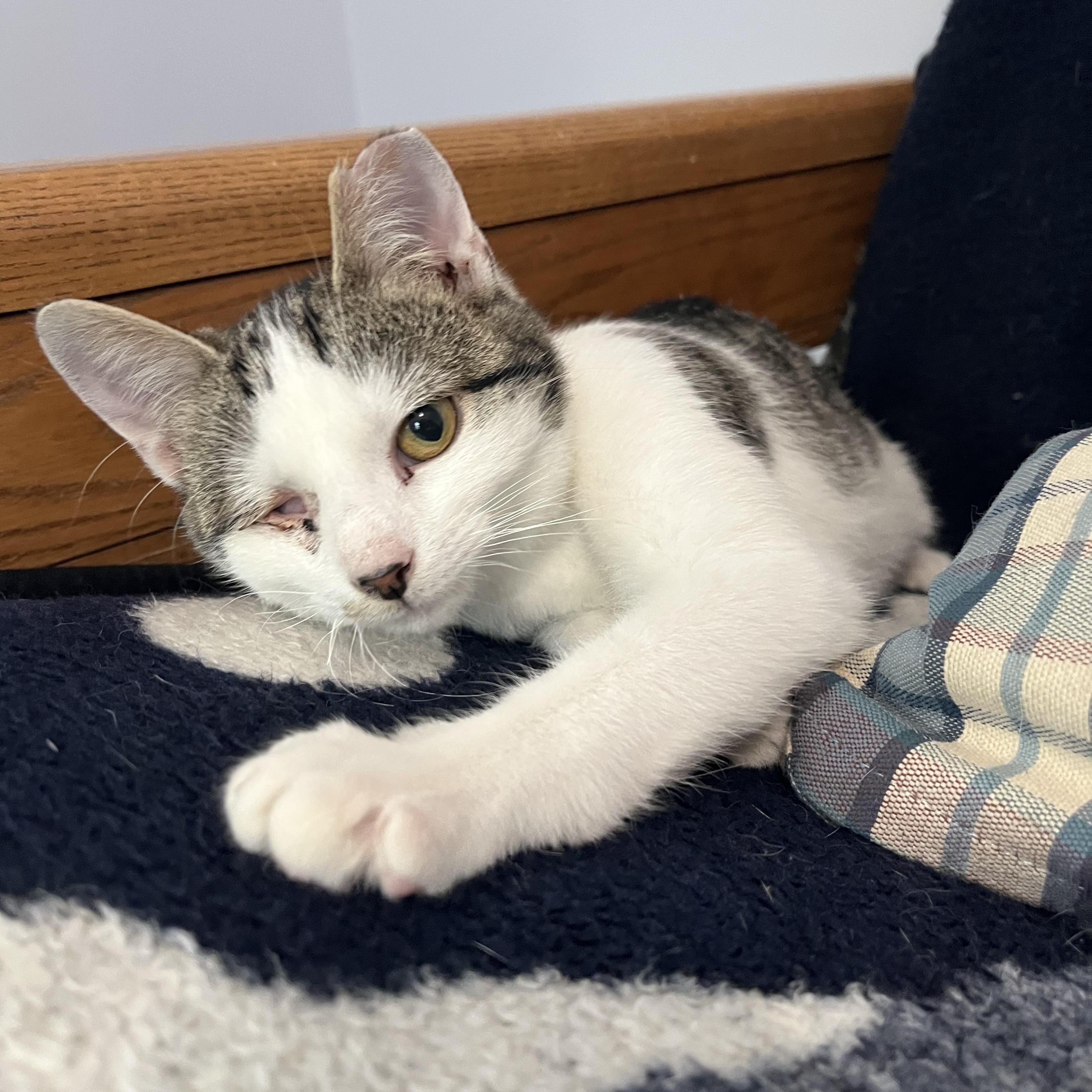 Popeye, a ADOPTABLE Domestic Short Hair in Leesburg, VA image 6/6