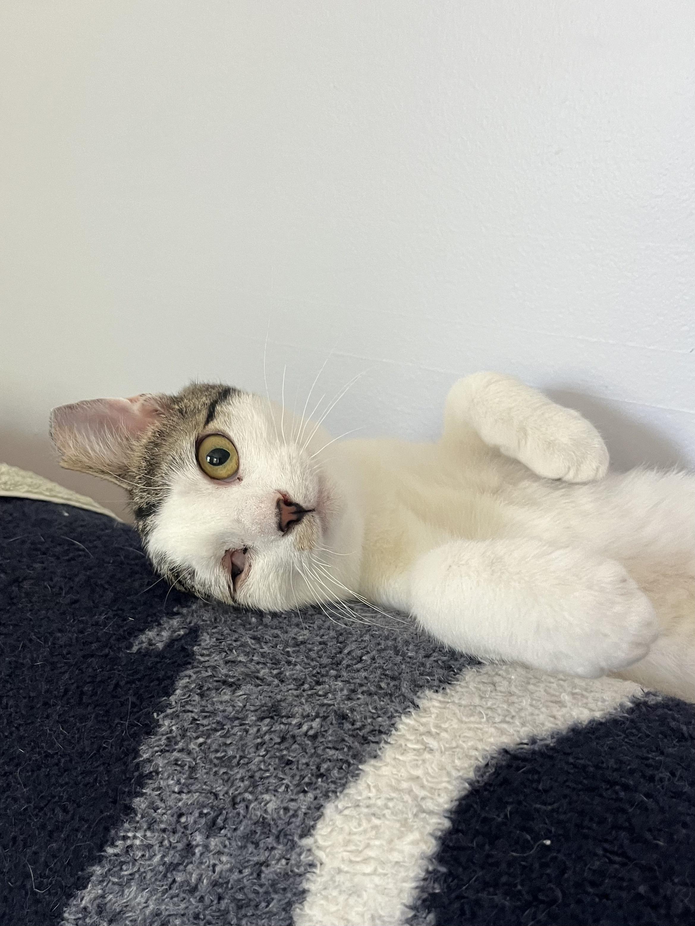Popeye, ADOPTABLE, Kitten Male Domestic Short Hair.