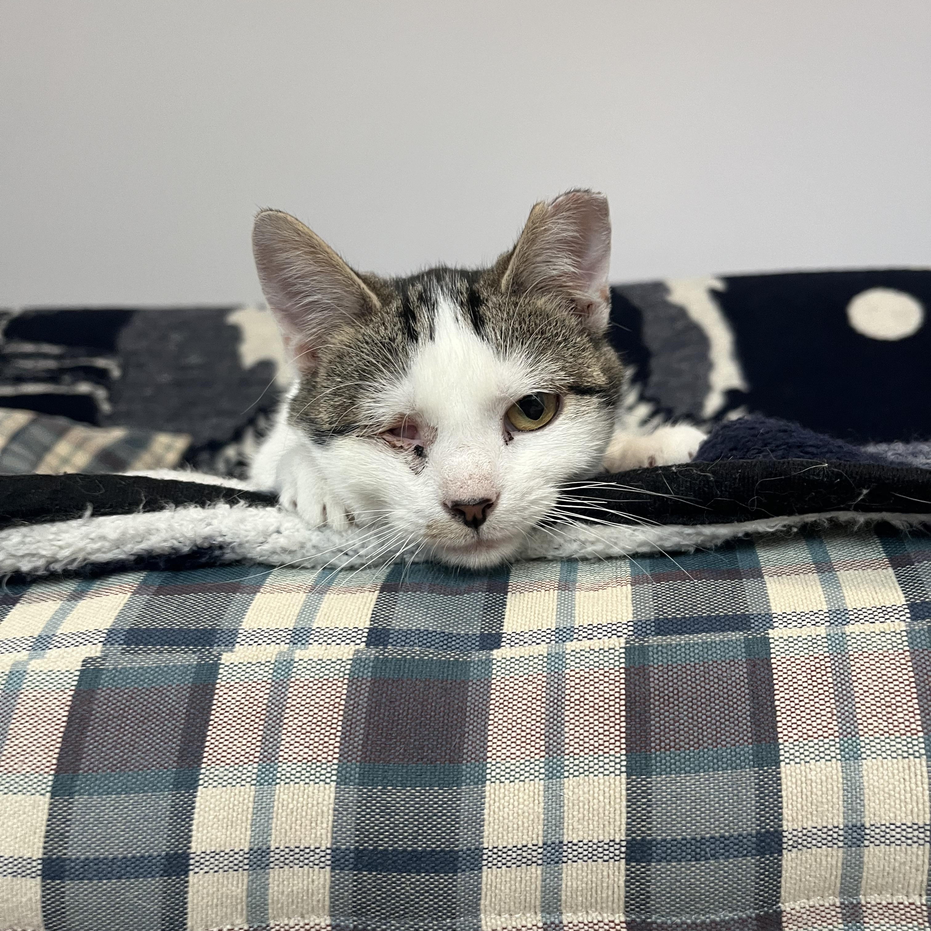 Popeye, a ADOPTABLE Domestic Short Hair in Leesburg, VA image 5/6