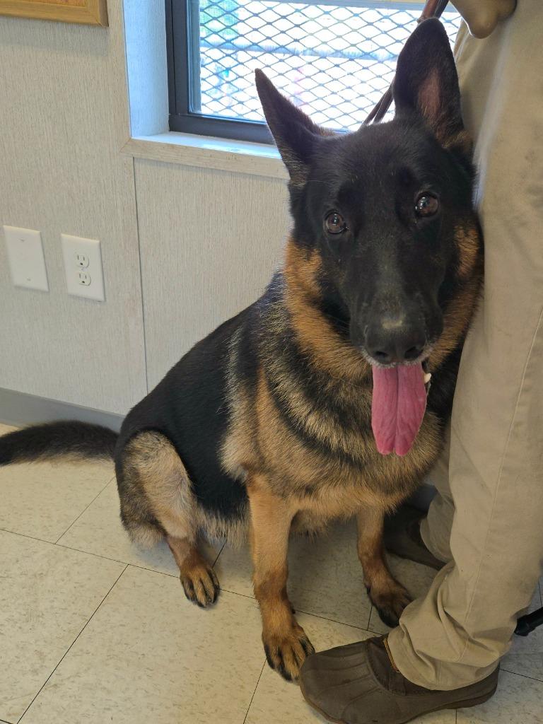 Enlarge Bear, a Adoptable German Shepherd Dog in Trenton, NJ image 2/2