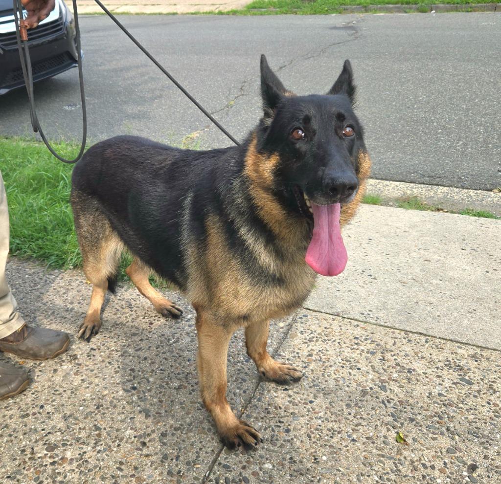 Bear, Adoptable, Young Male German Shepherd Dog.