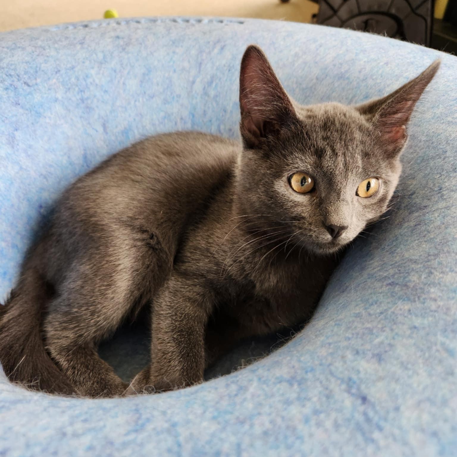 Tasha