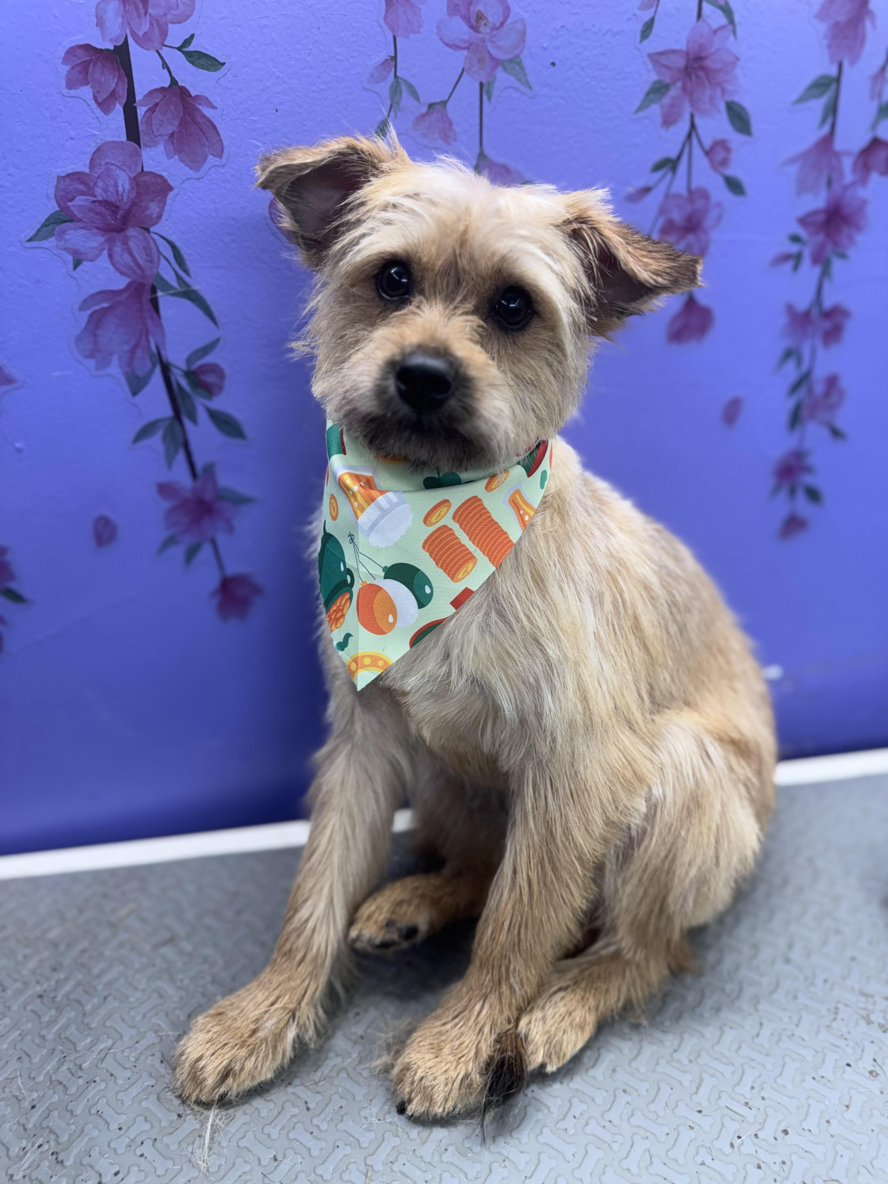 Enlarge Poppy, a ADOPTABLE mixed breed in Port Saint Lucie, FL image 4/5