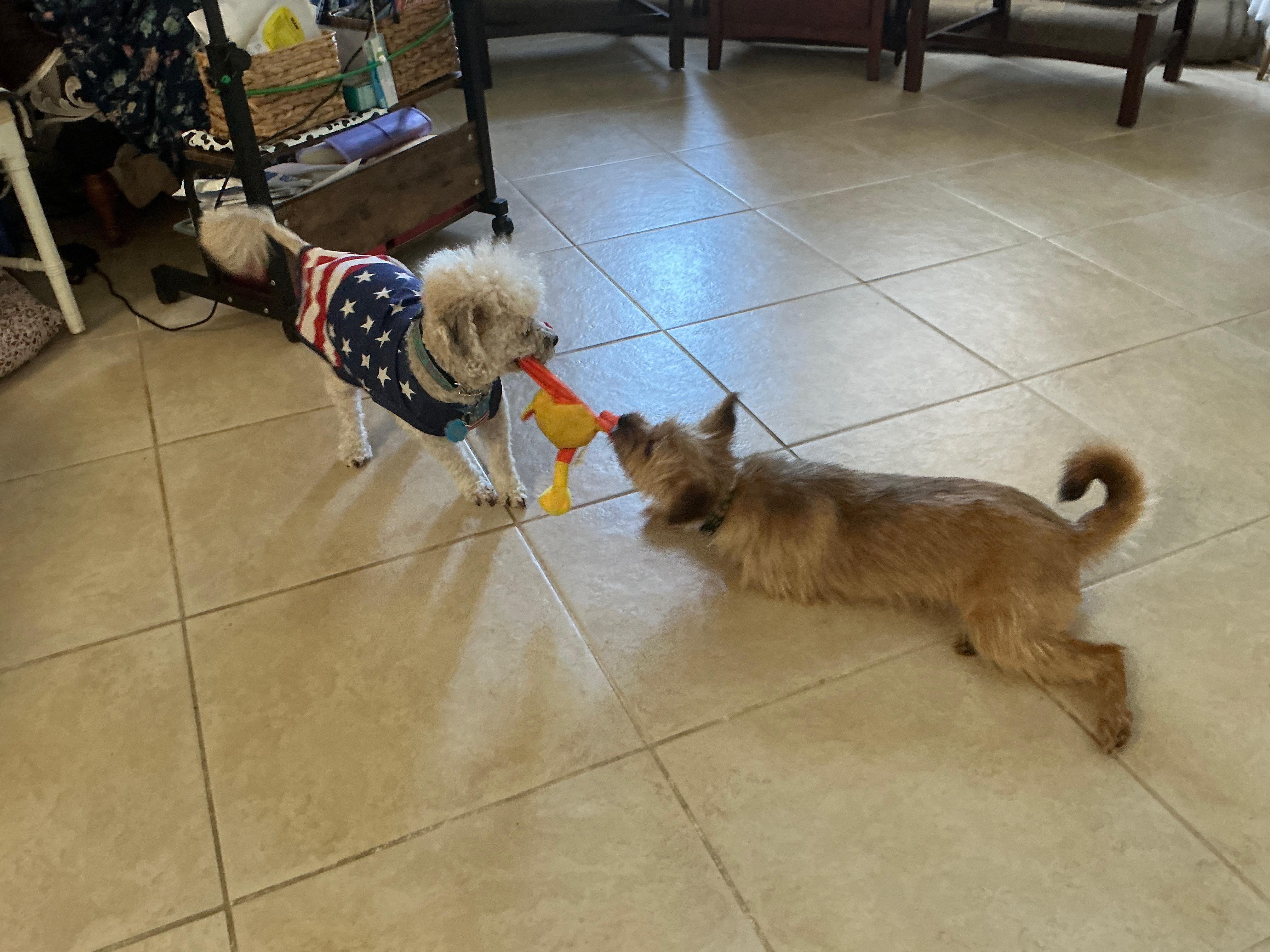 Enlarge Poppy, a ADOPTABLE mixed breed in Port Saint Lucie, FL image 2/5