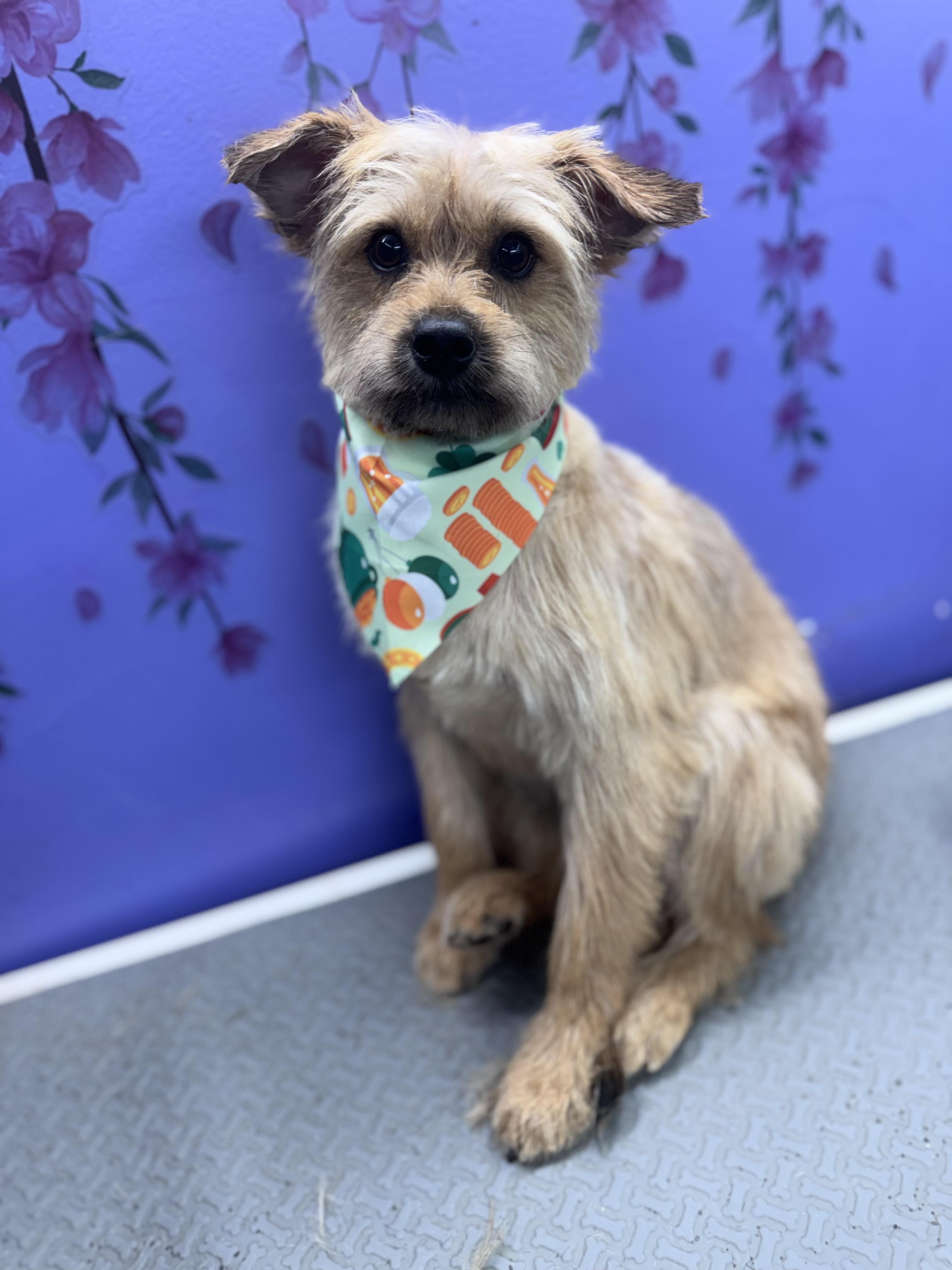 Enlarge Poppy, a ADOPTABLE mixed breed in Port Saint Lucie, FL image 3/5