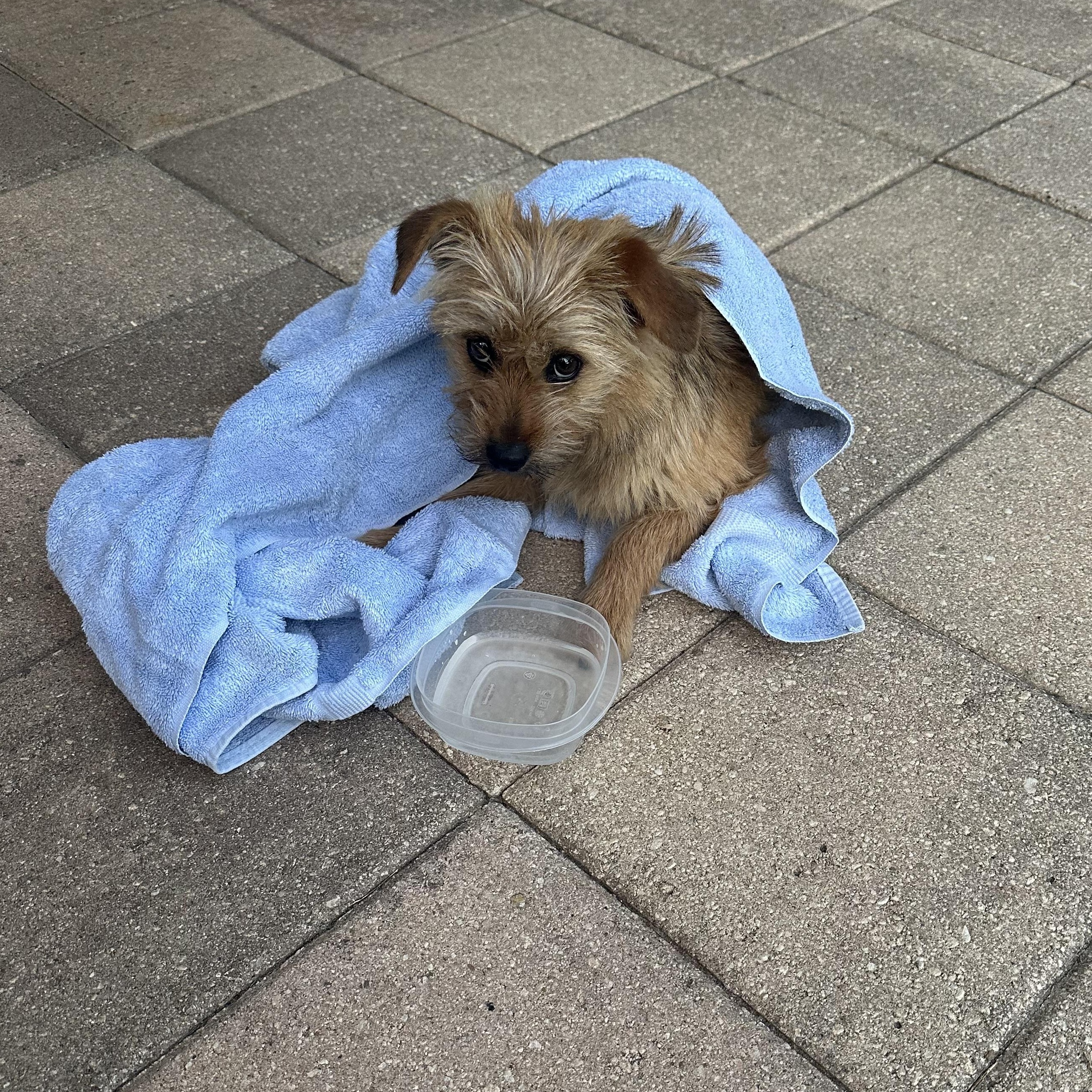 Poppy, a ADOPTABLE mixed breed in Port Saint Lucie, FL image 1/2