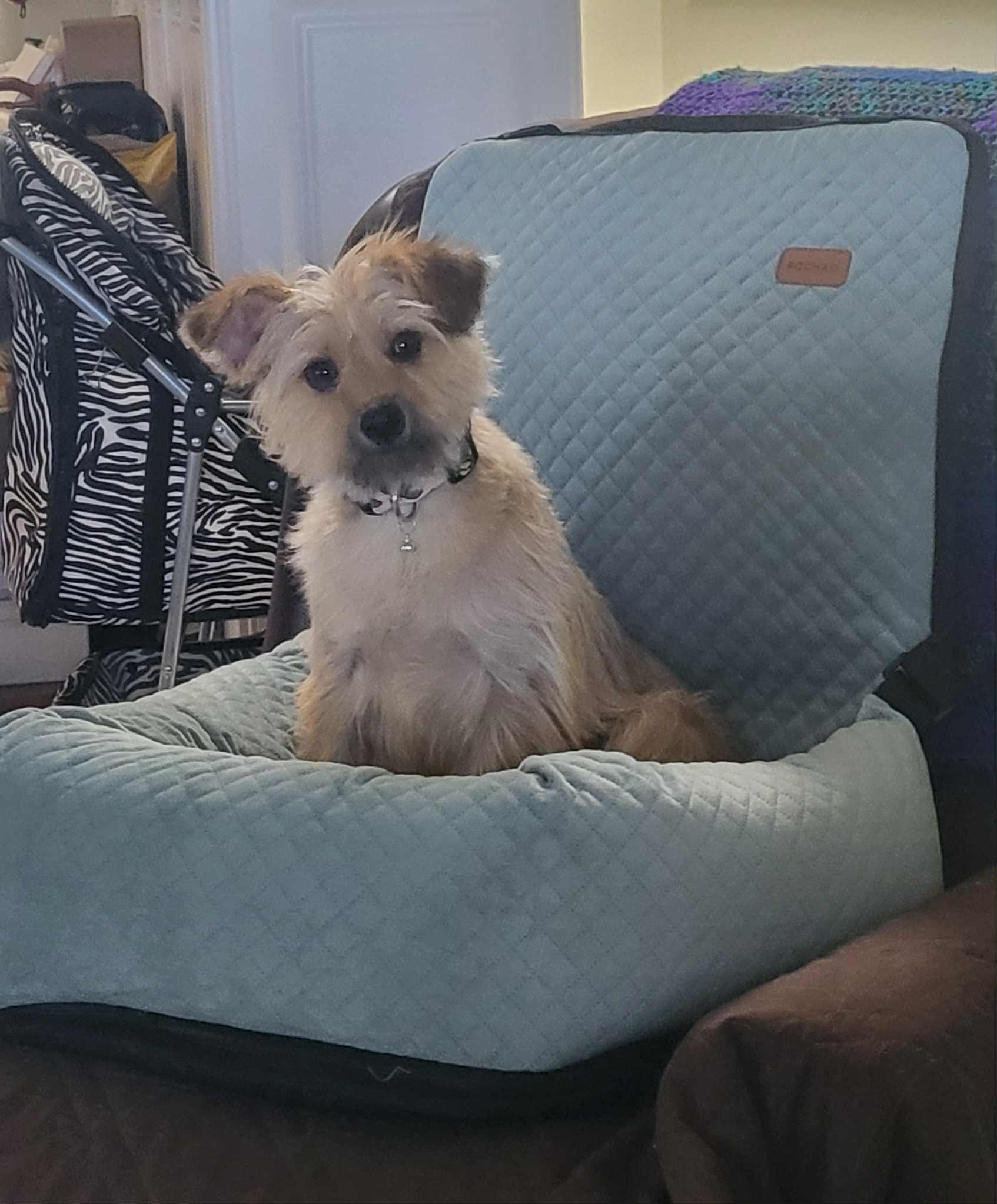 Enlarge Poppy, a ADOPTABLE mixed breed in Port Saint Lucie, FL image 1/5