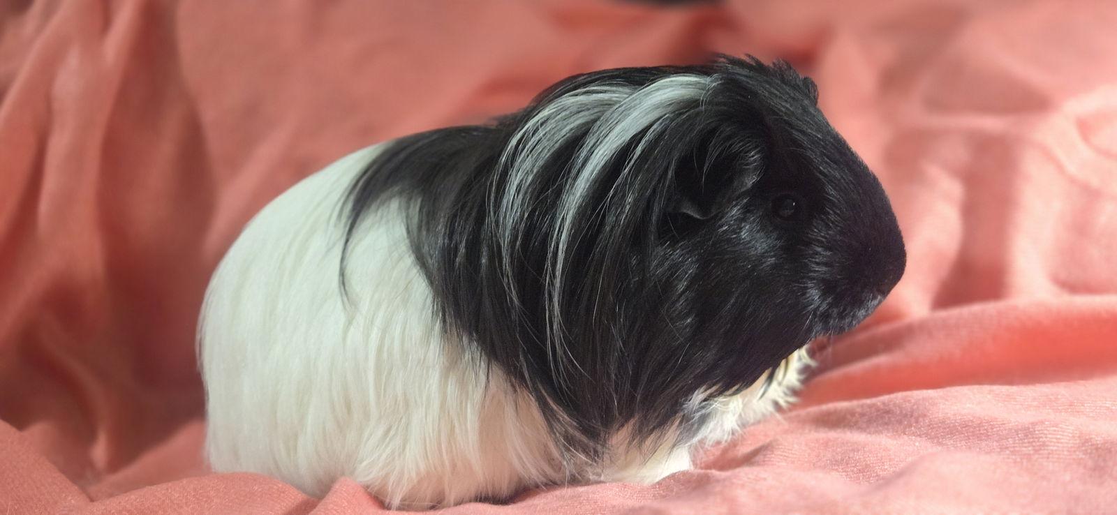 Oreo, Adopted, Adult Male Guinea Pig.