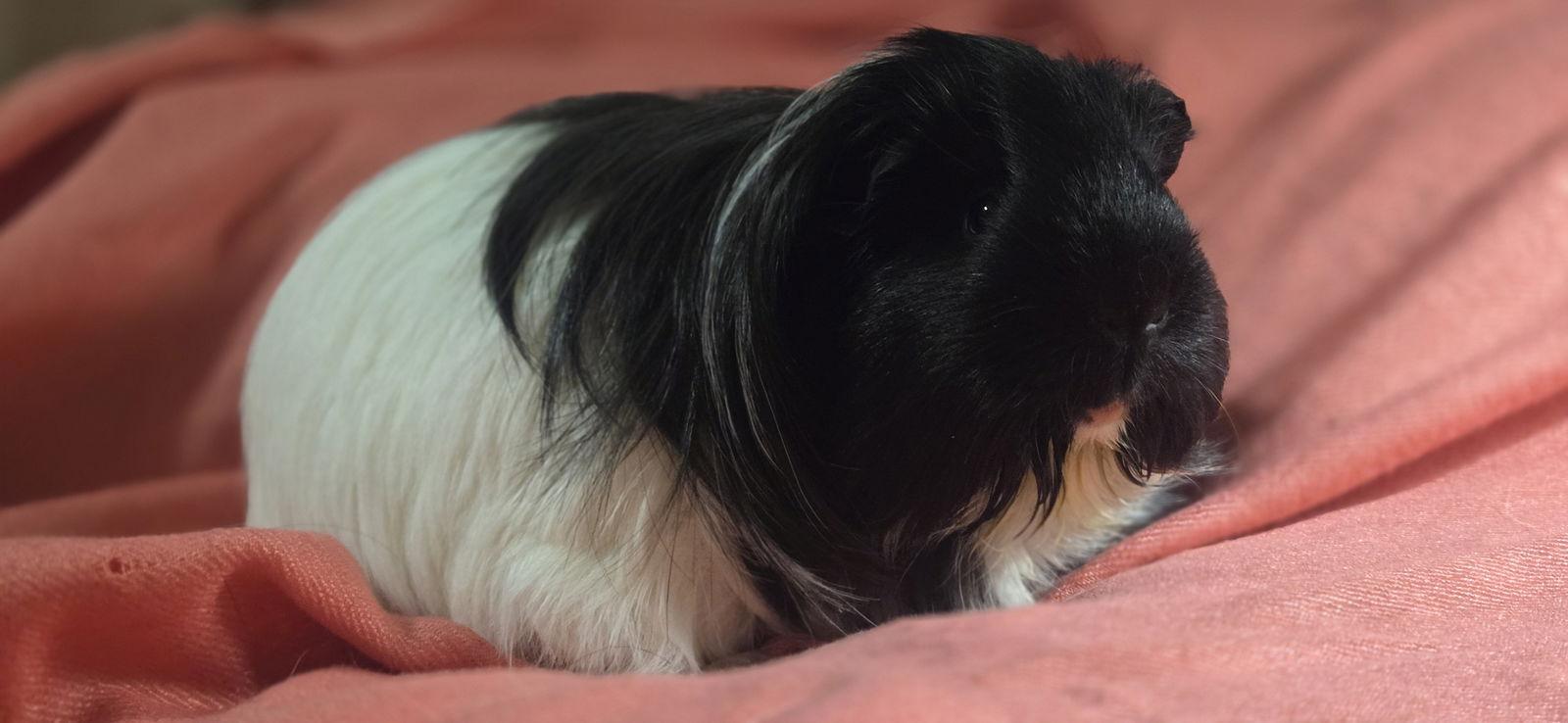 Enlarge Oreo, a Adopted Guinea Pig in Frederick, MD image 2/2