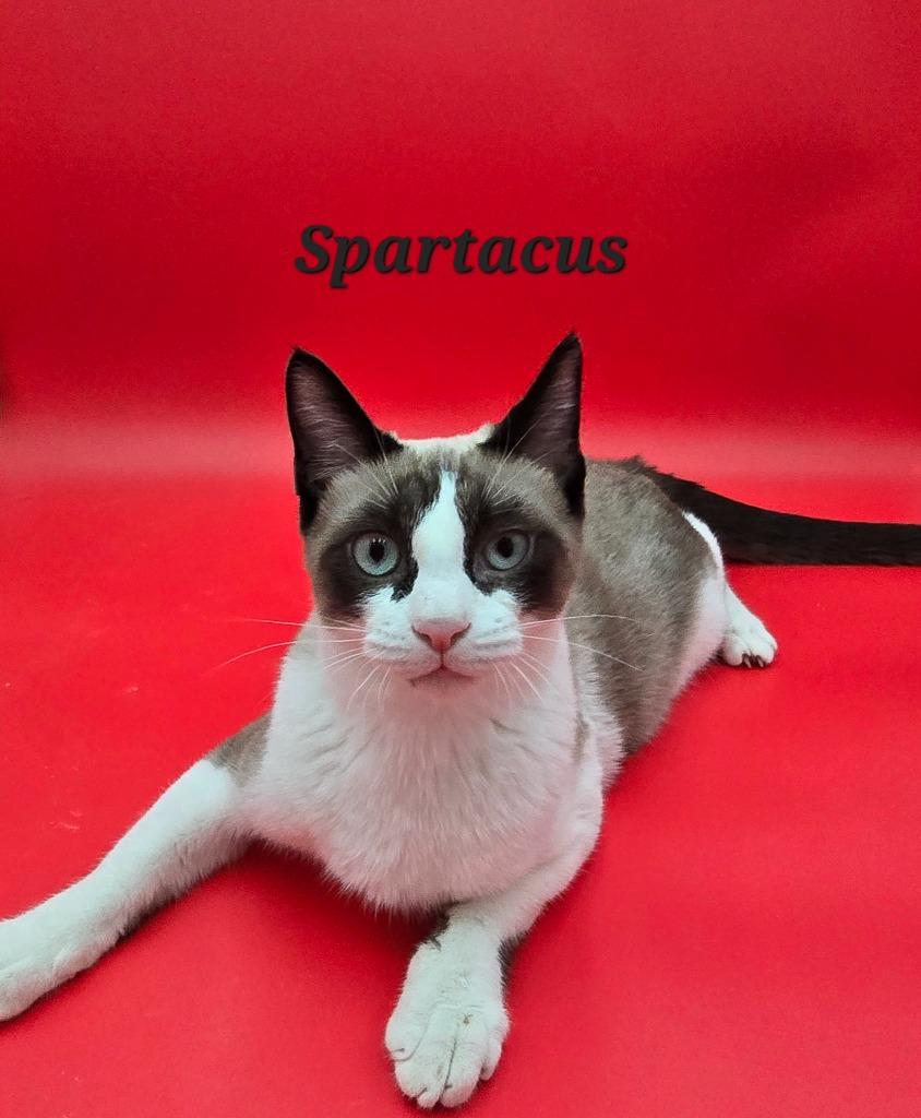 Spartacus, Adoptable, Young Male Snowshoe.