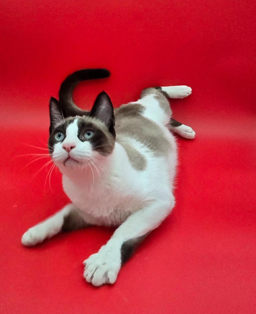 Spartacus, a Adoptable Snowshoe in San Jacinto, CA image 1/2