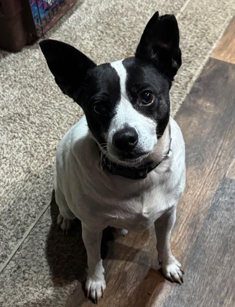 Kipper CP — thumbnail 2