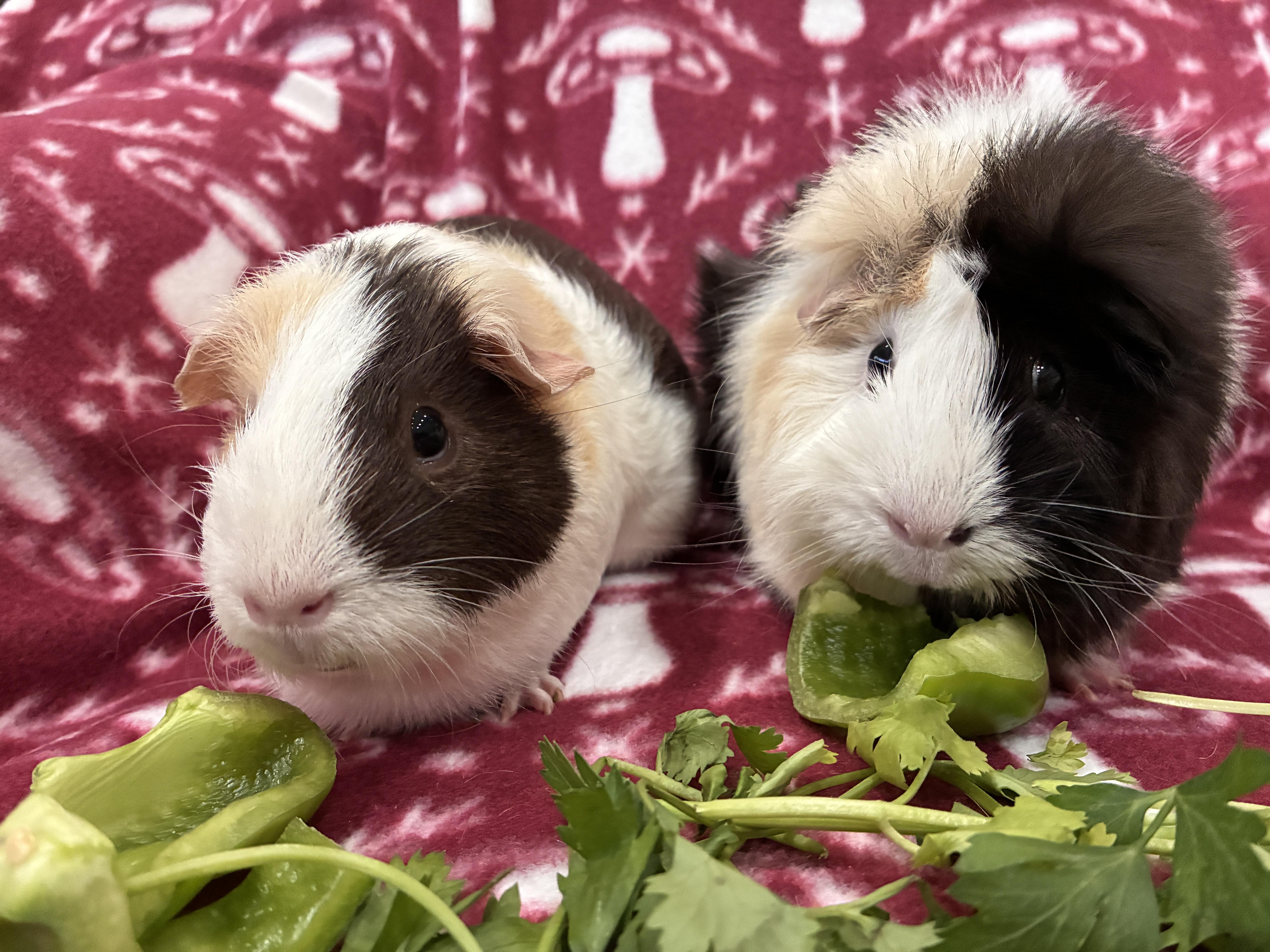 Enlarge Pixie and Moxie, a Adoptable Guinea Pig in Mission viejo, CA image 2/2