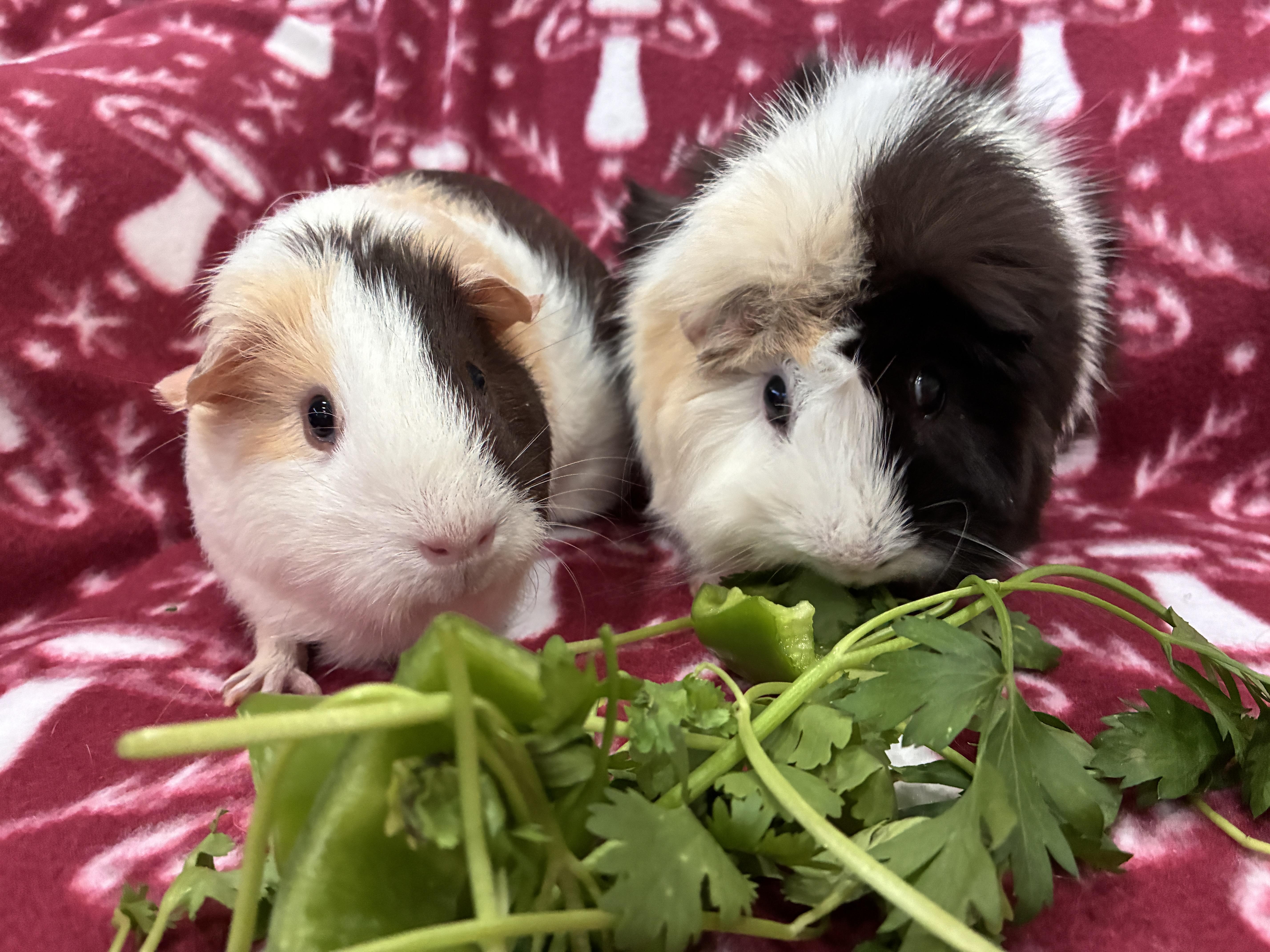 Enlarge Pixie and Moxie, a Adoptable Guinea Pig in Mission viejo, CA image 1/2